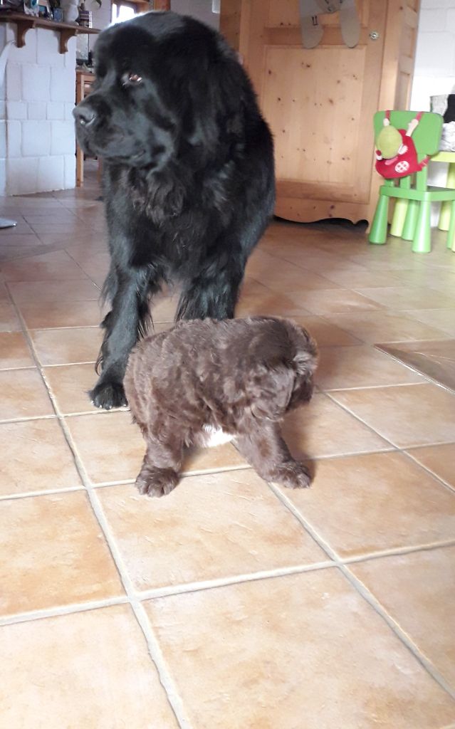 Poopy du Domaine de l'ourson brun ( alias Molly ) & OBUSH SHED MINISTR