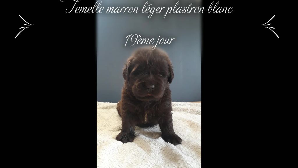 Sandrine Cocatrix - Chiots disponibles - Terre-neuve