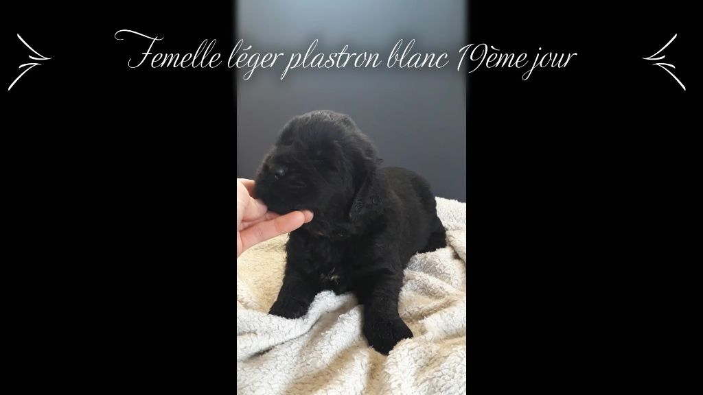 Sandrine Cocatrix - Chiots disponibles - Terre-neuve