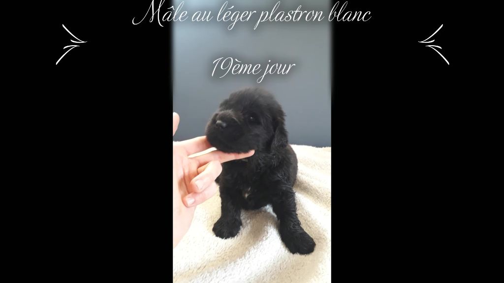 Sandrine Cocatrix - Chiots disponibles - Terre-neuve