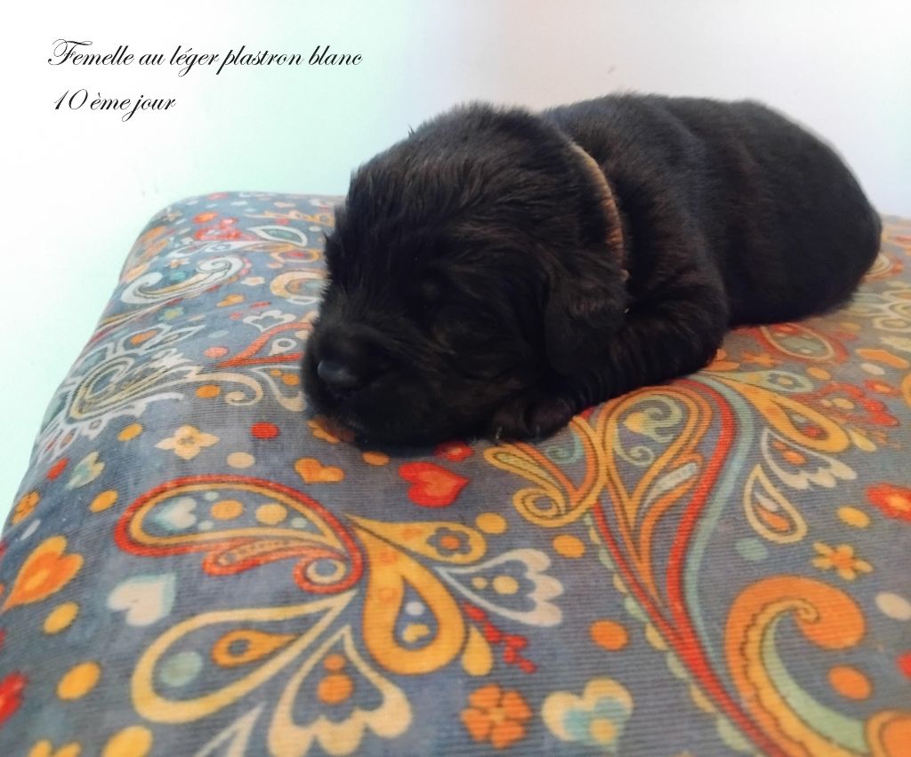 Sandrine Cocatrix - Chiots disponibles - Terre-neuve