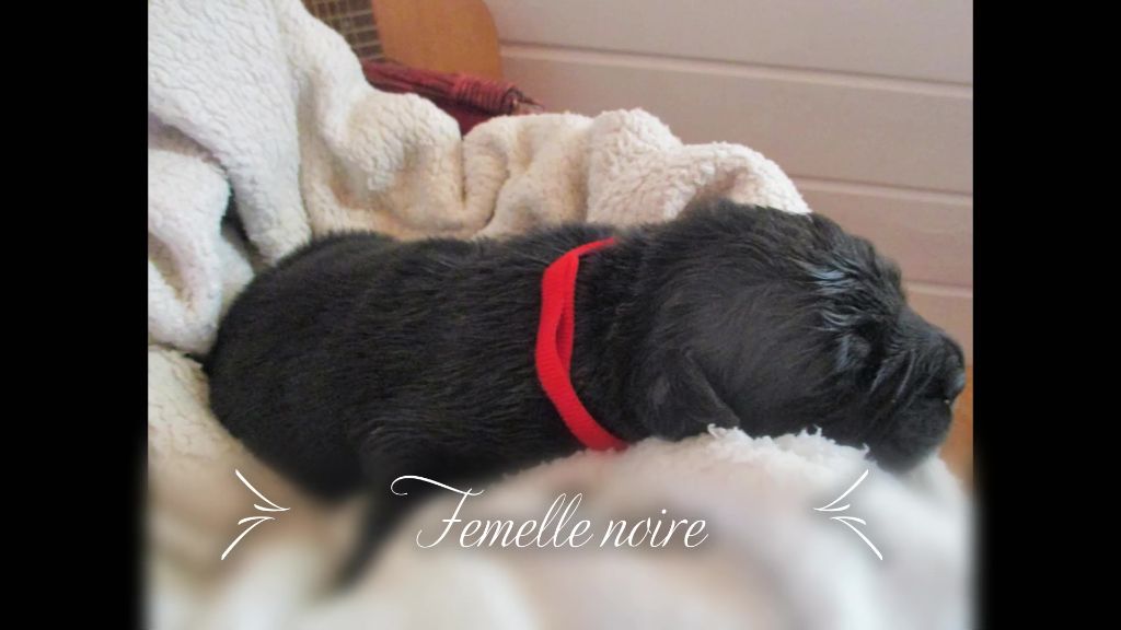 Sandrine Cocatrix - Chiots disponibles - Terre-neuve