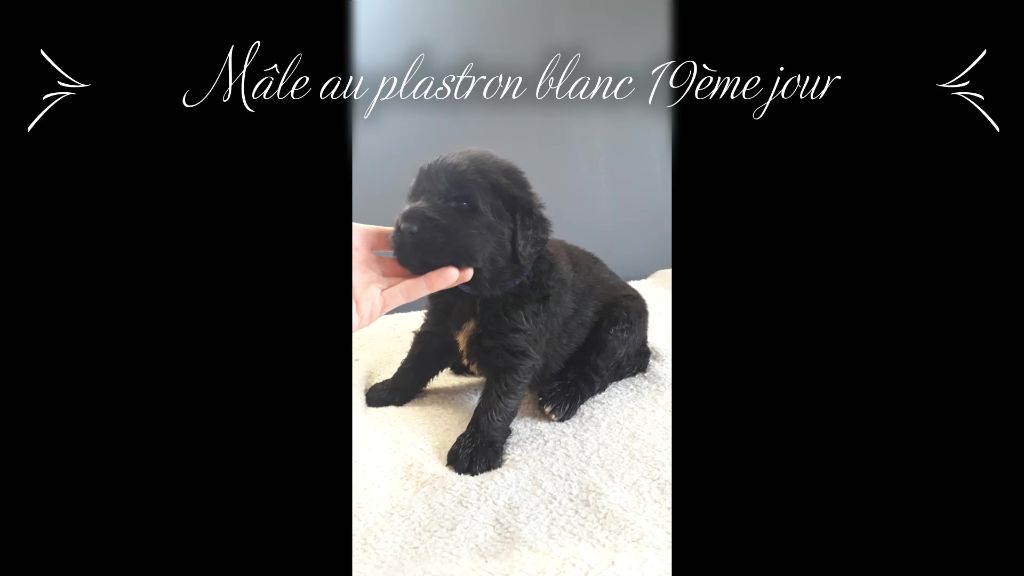 Sandrine Cocatrix - Chiots disponibles - Terre-neuve